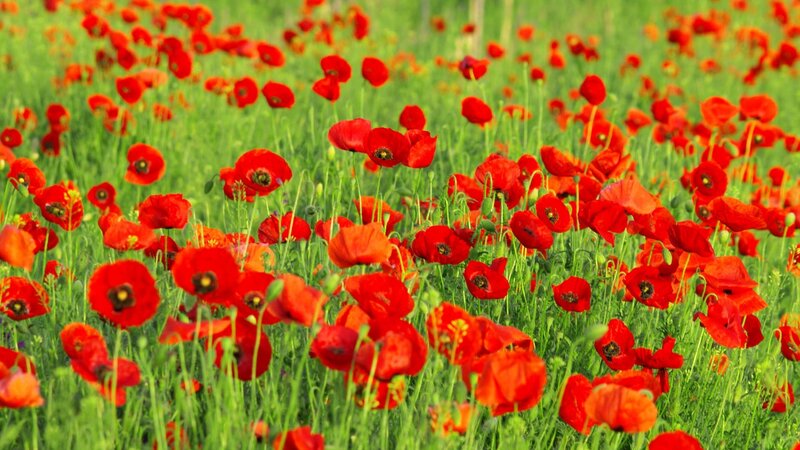 Red poppies in a green field