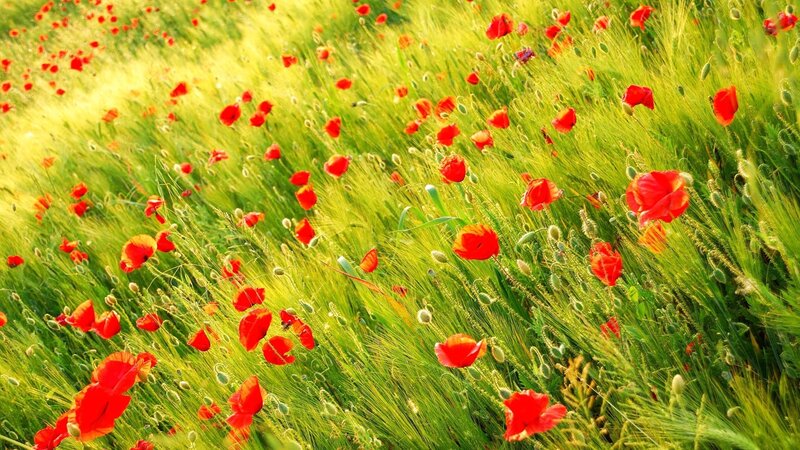Red poppies in a green field