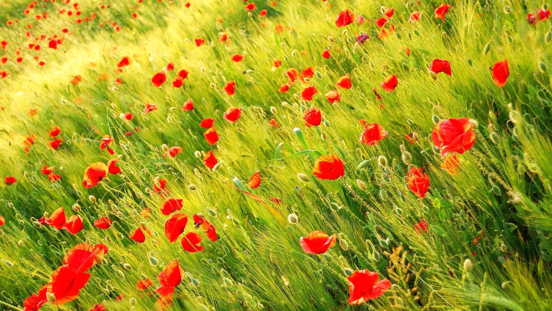 Red poppies in a green field