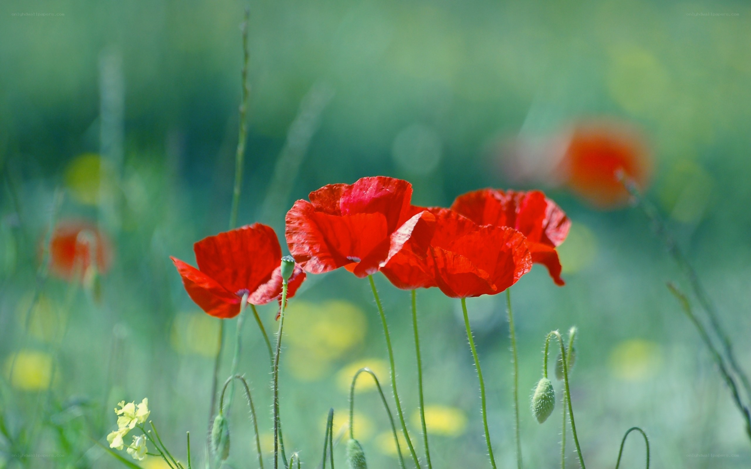Red poppies in a green field