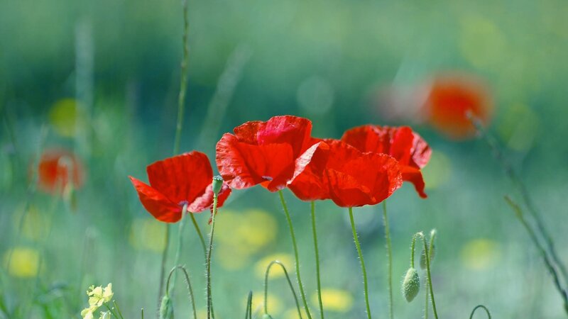 Red poppies in a green field