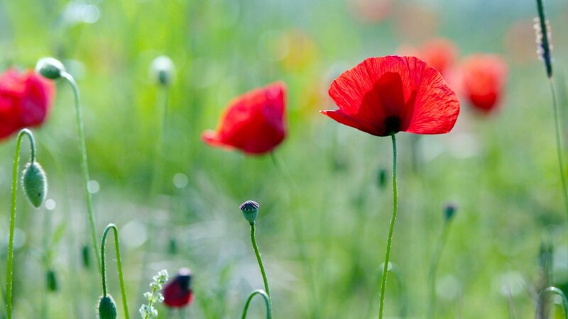 Red poppies in a green field