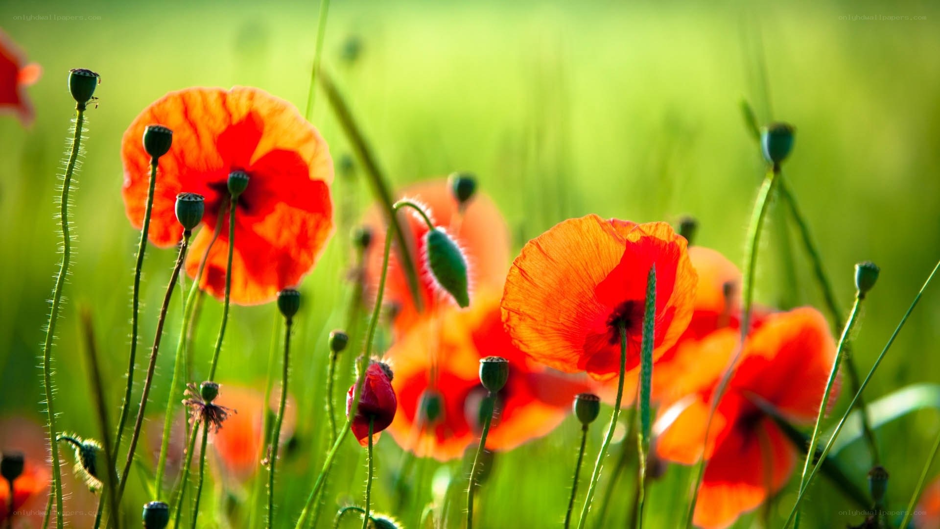 Red poppies in a green field