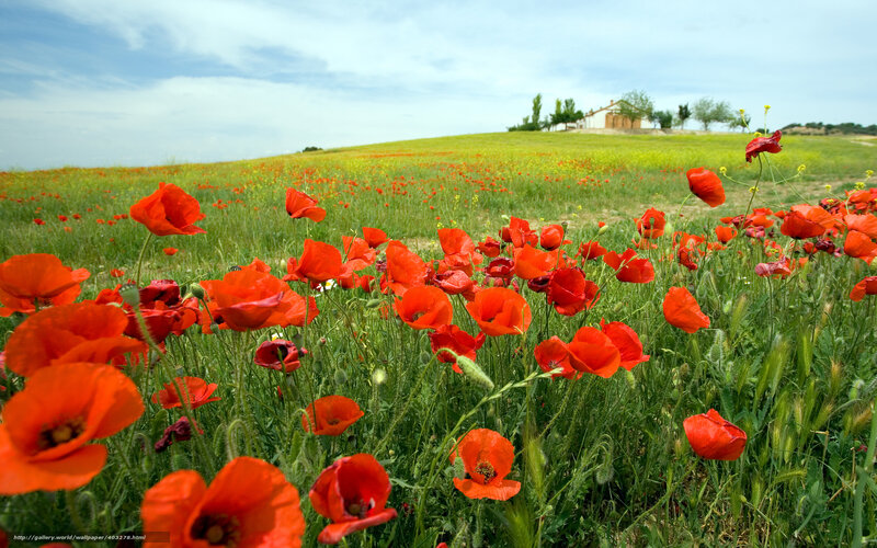 Red poppies in a green field