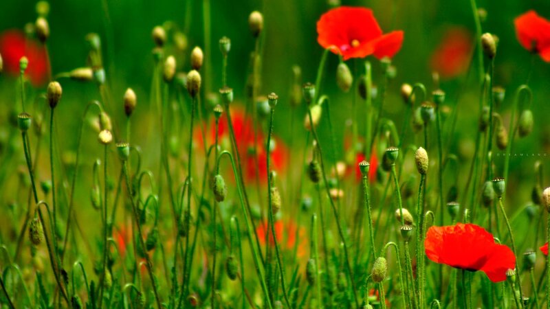 Red poppies in a green field