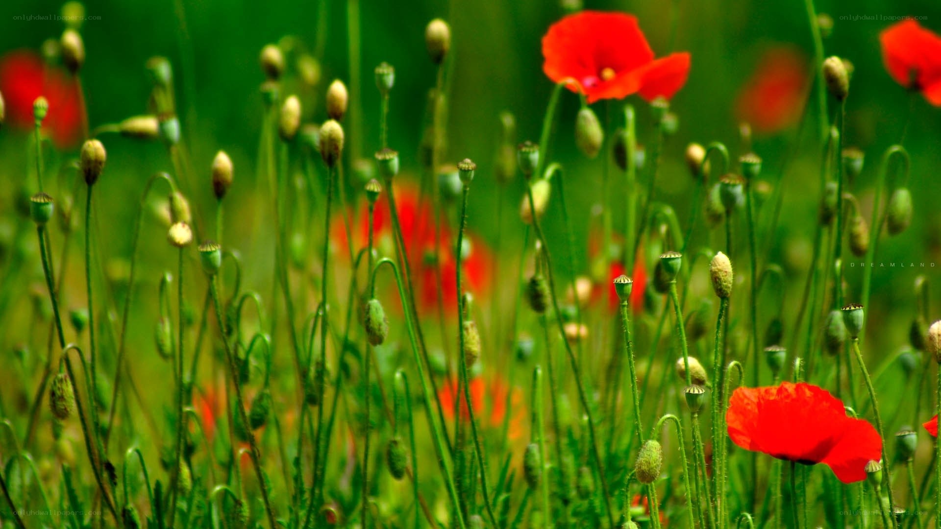 Red poppies in a green field