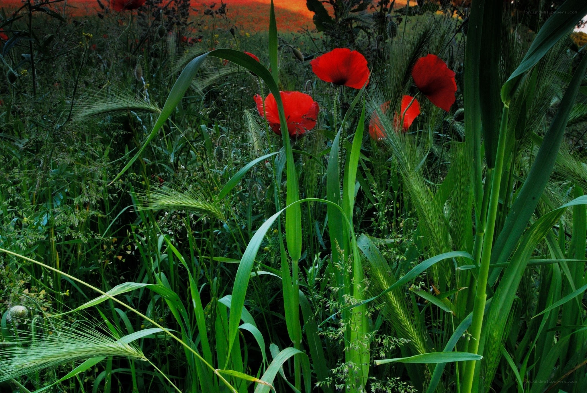 Red poppies in a green field