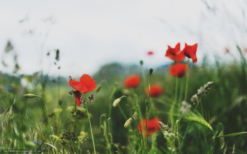 Red poppies in a green field