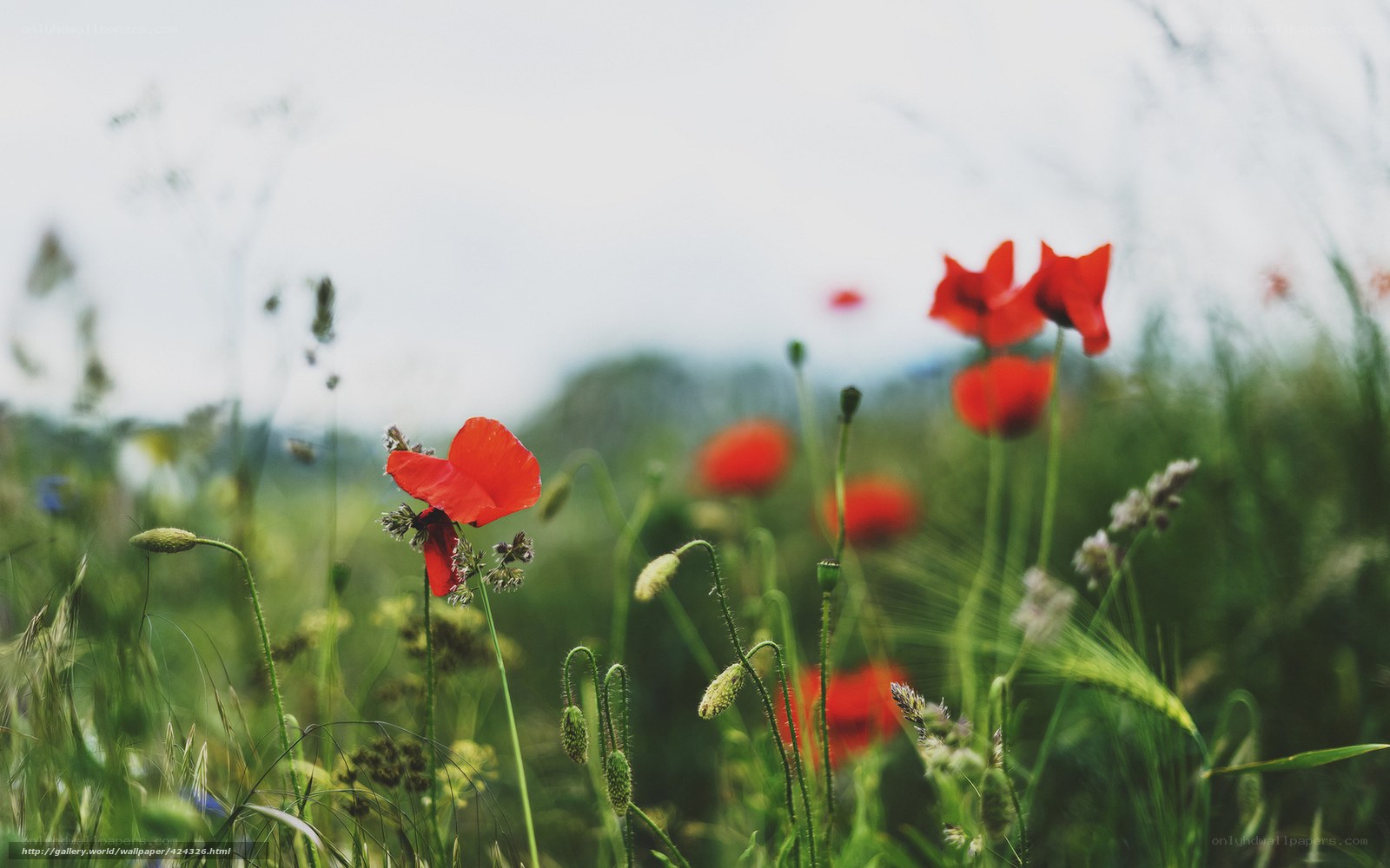 Red poppies in a green field