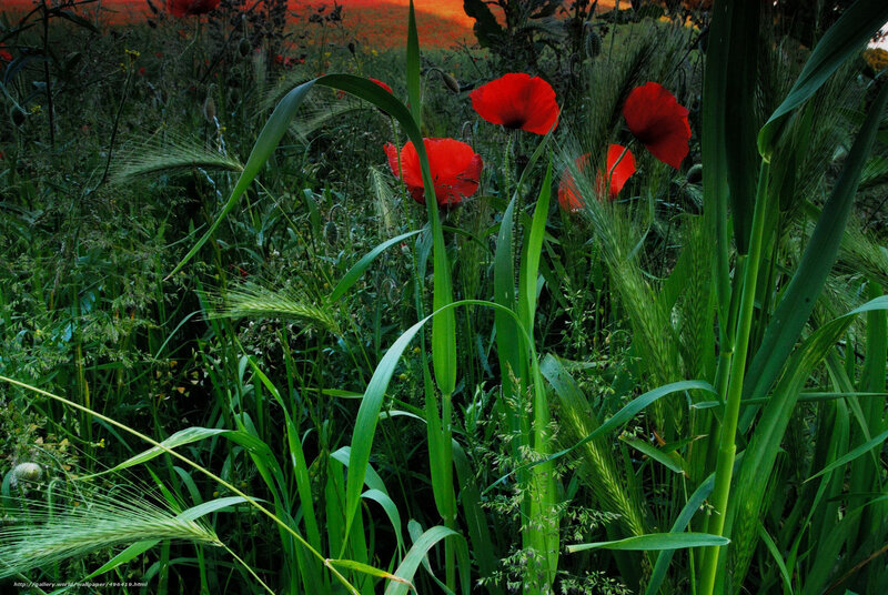 Red poppies in a green field