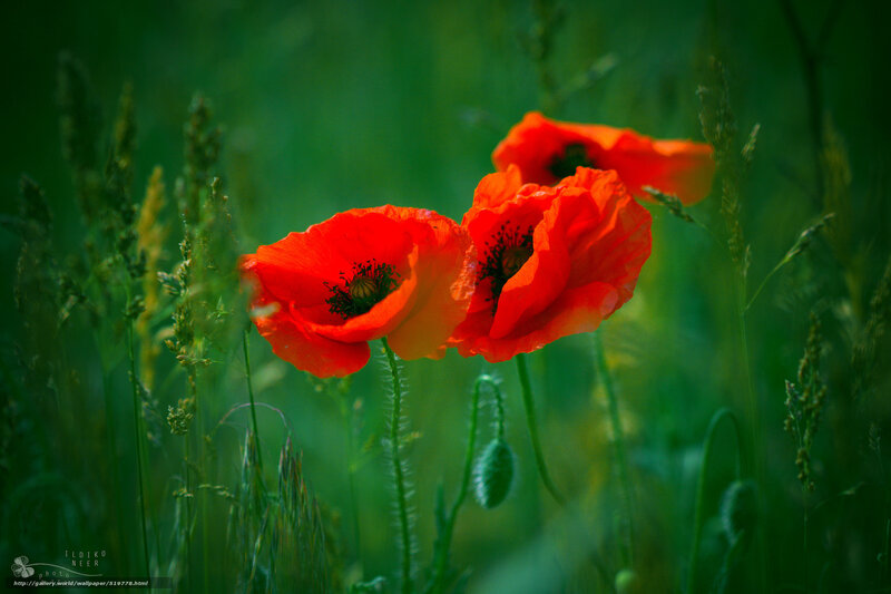 Red poppies in a green field