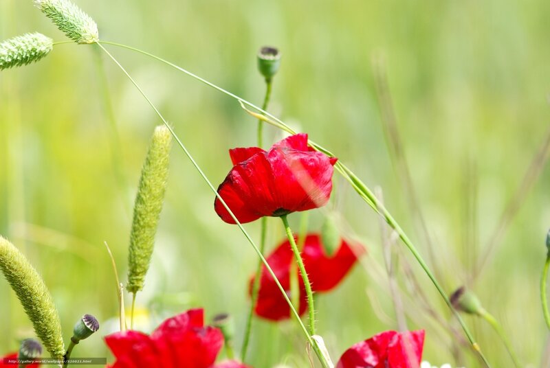 Red poppies in a green field
