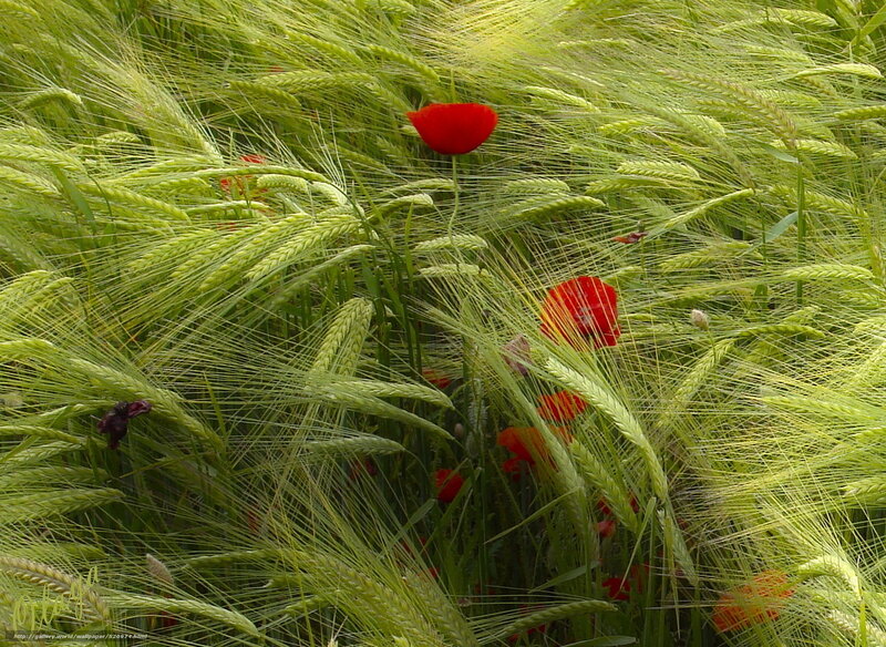 Red poppies in a green field