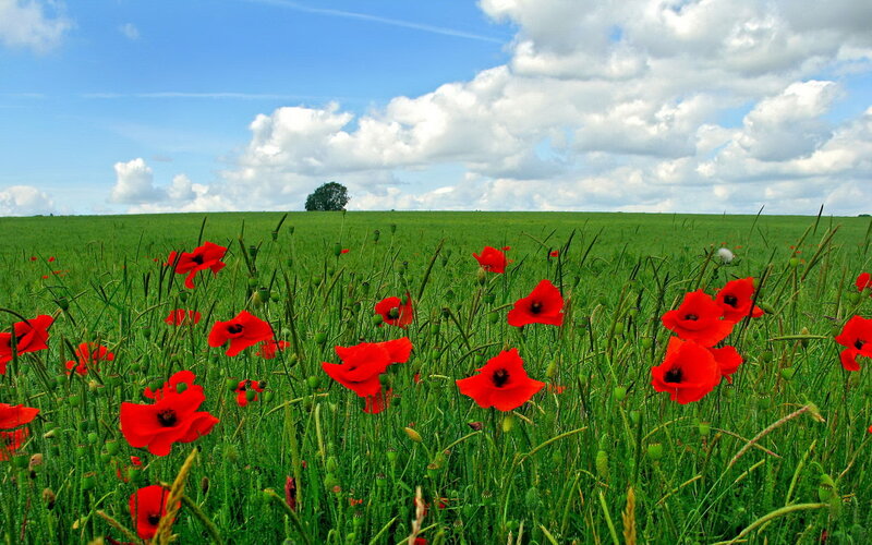 Red poppies in a green field