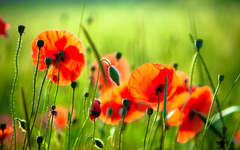 Red poppies in a green field