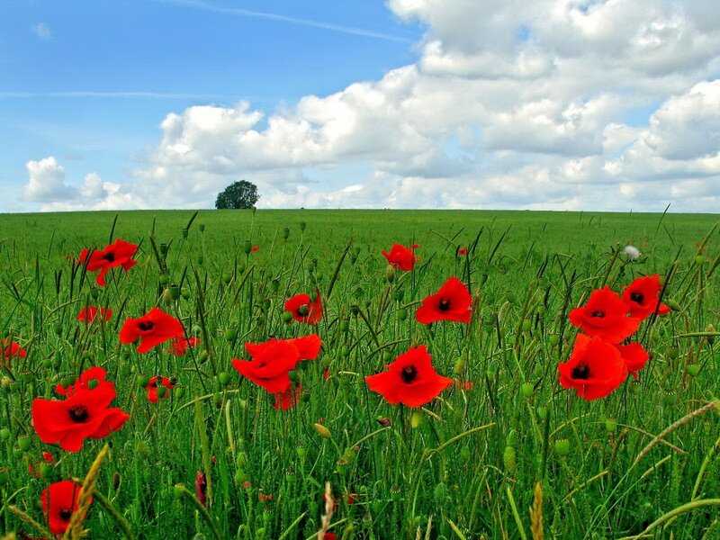 Red poppies in a green field