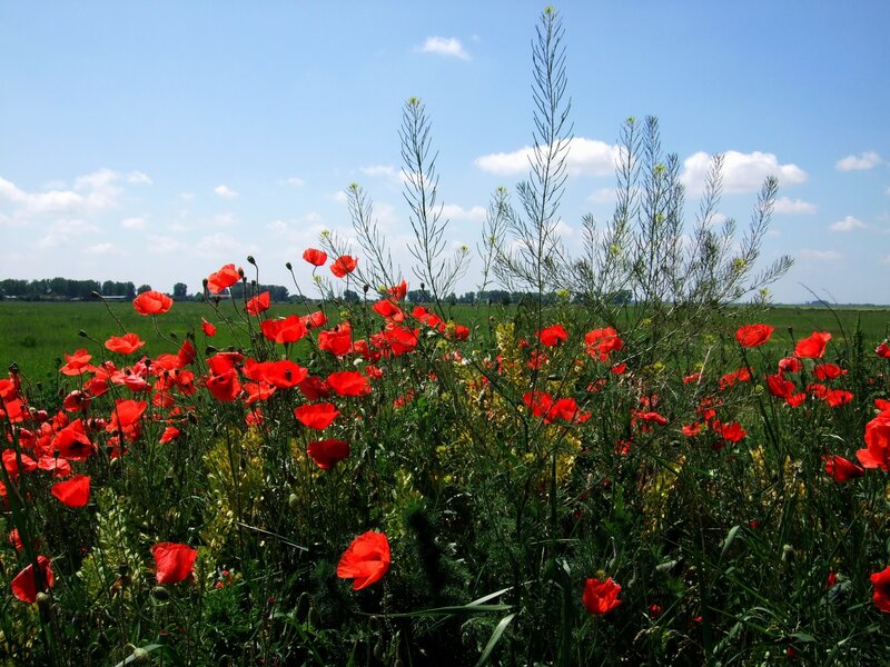 Red poppies in a green field