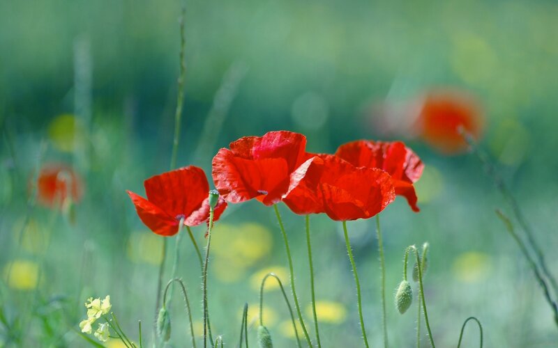 Red poppies in a green field