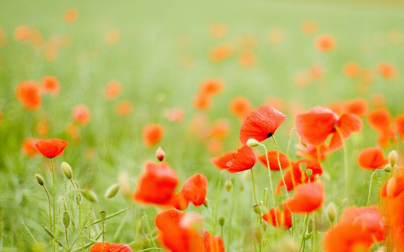 Red poppies in a green field