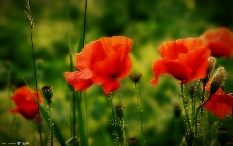 Red poppies in a green field