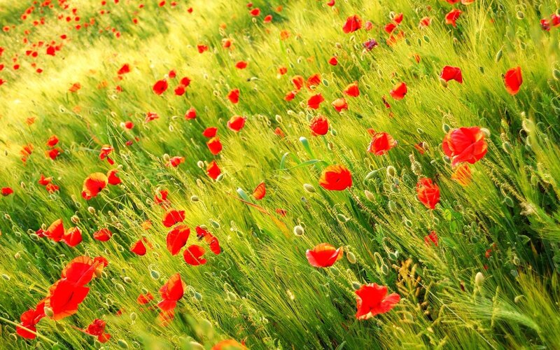 Red poppies in a green field