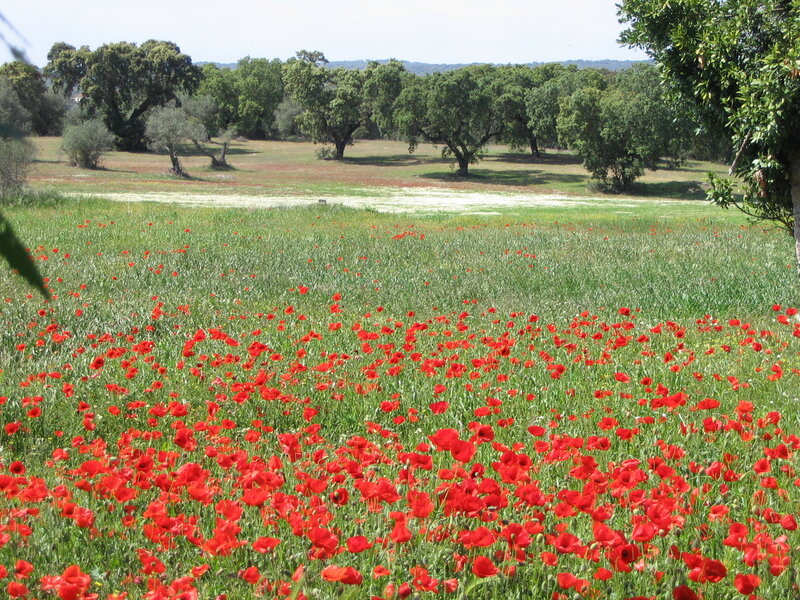 Red poppies in a green field