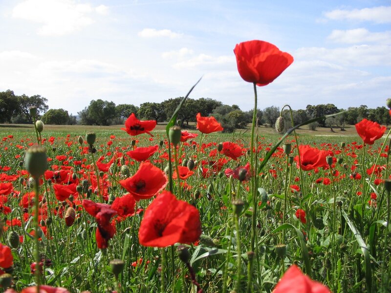 Red poppies in a green field