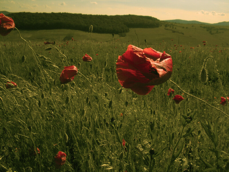 Red poppies in a green field