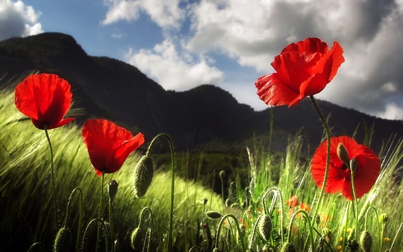 Red poppies in a green field