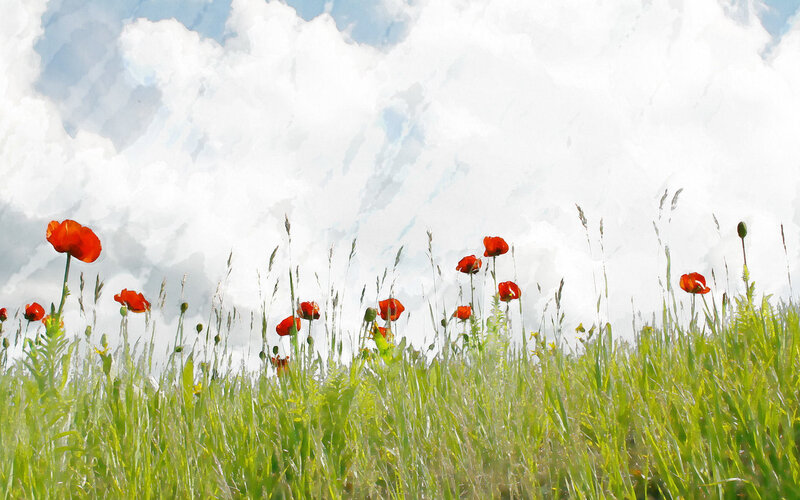 Red poppies in a green field