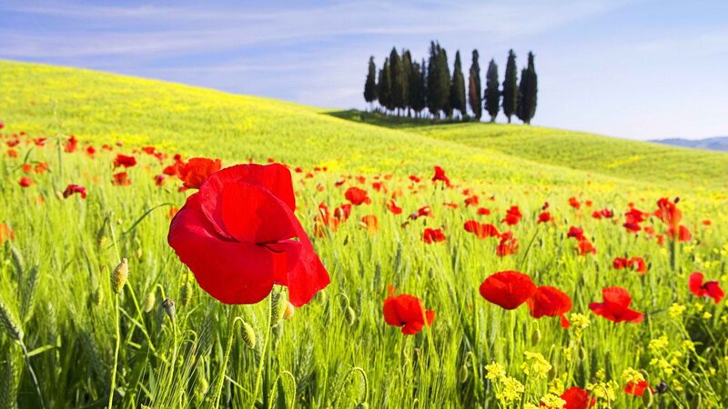Red poppies in a green field
