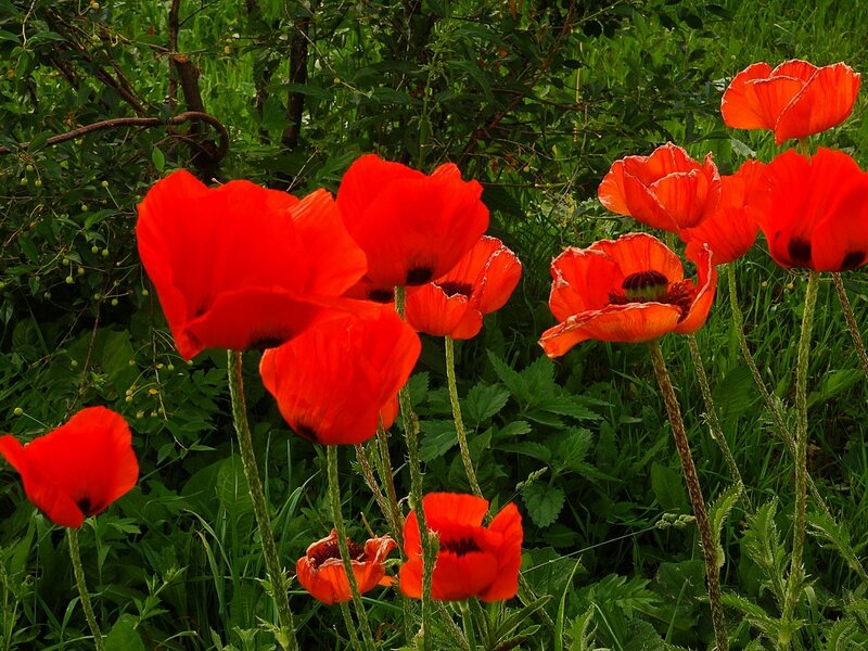 Red poppies in a green field