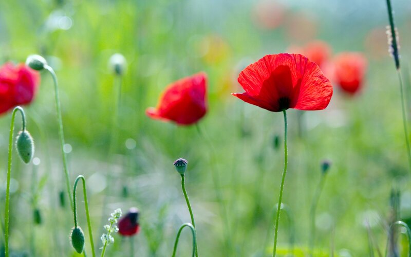 Red poppies in a green field