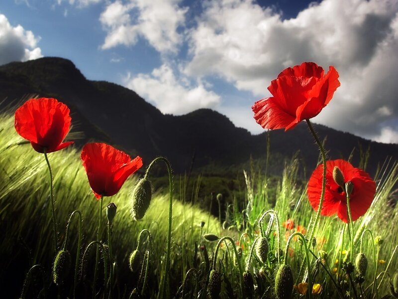 Red poppies in a green field