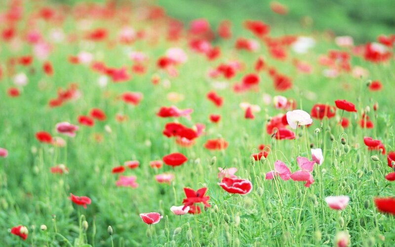 Red poppies in a green field