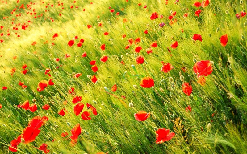Red poppies in a green field