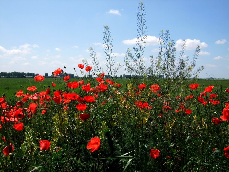 Red poppies in a green field