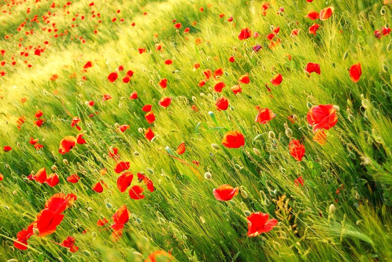 Red poppies in a green field