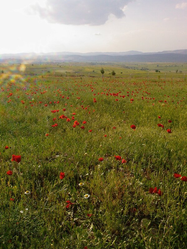 Red poppies in a green field