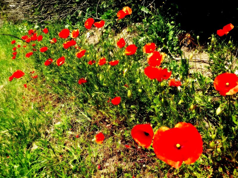 Red poppies in a green field