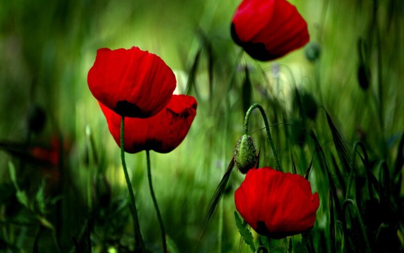 Red poppies in a green field