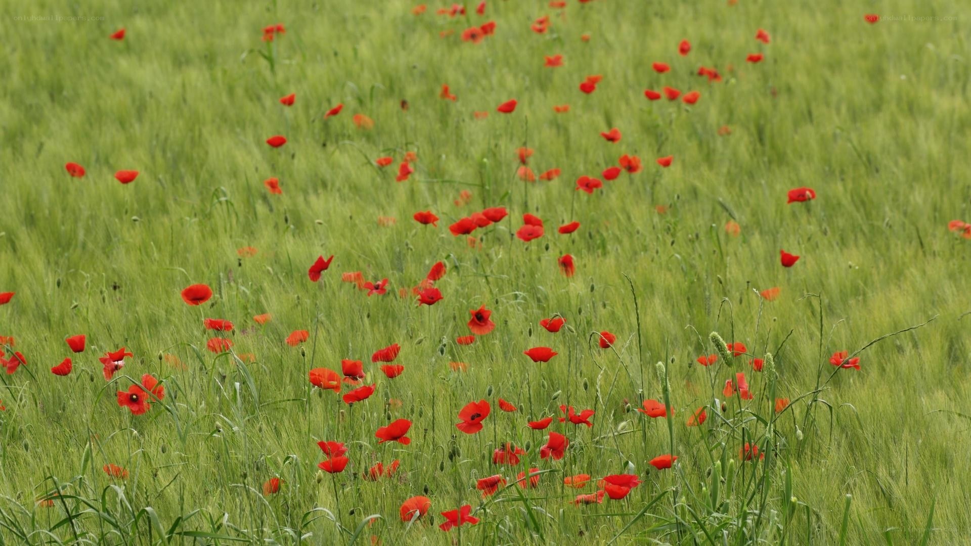 Red poppies in a green field