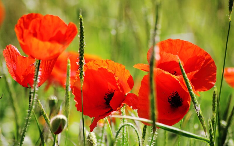 Red poppies in a green field