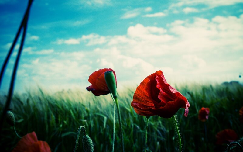 Red poppies in a green field