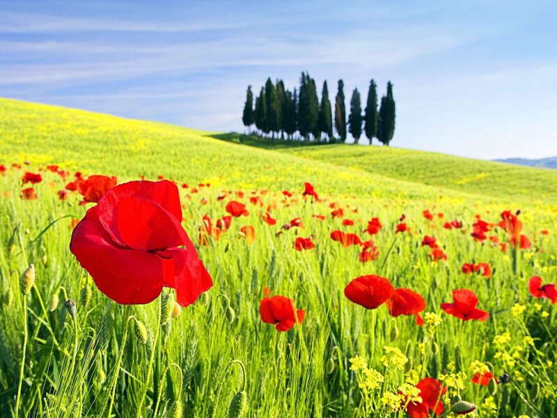 Red poppies in a green field
