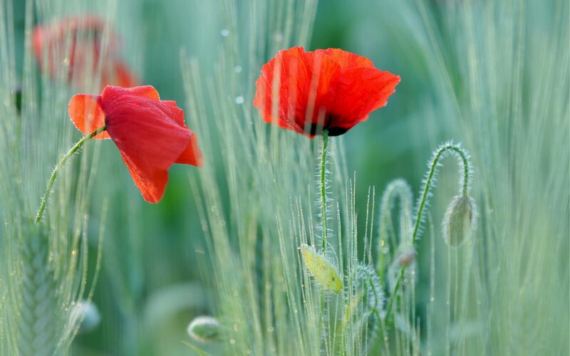 Red poppies in a green field