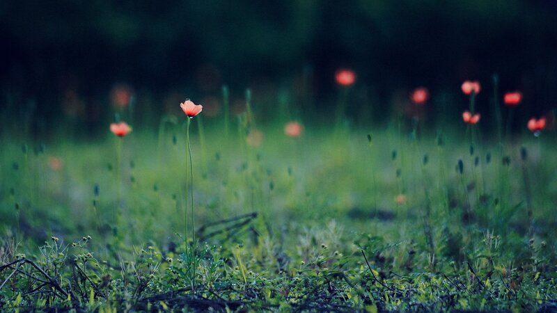 Red poppies in a green field