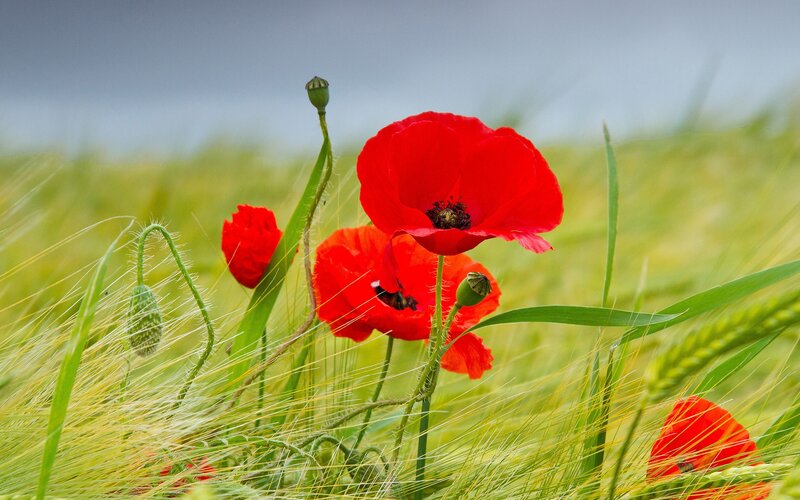 Red poppies in a green field