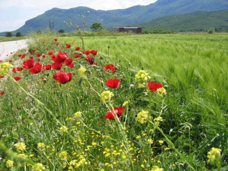 Red poppies in a green field