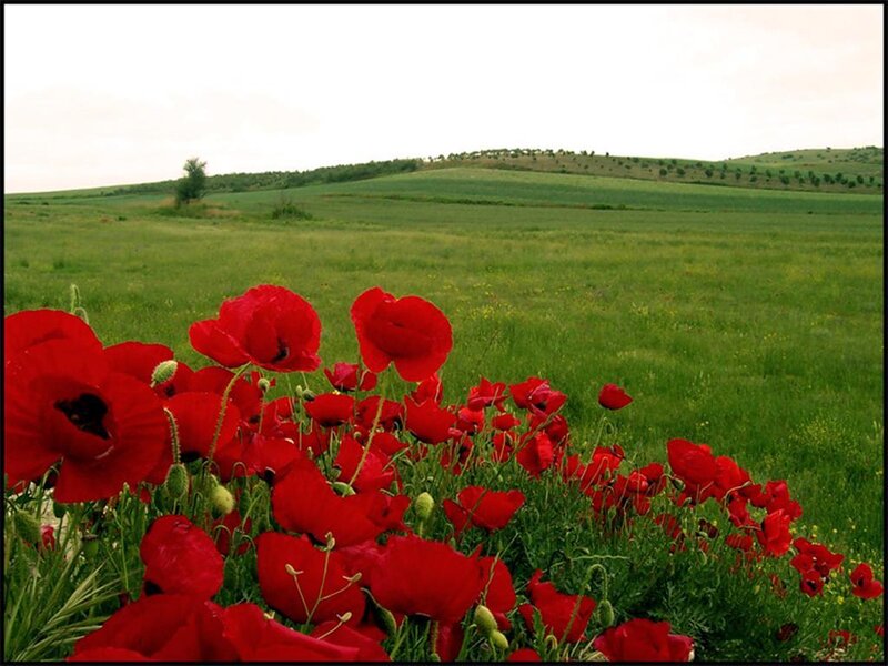 Red poppies in a green field